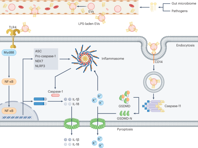 Cytosolic transfer of circulating LPS by EVs