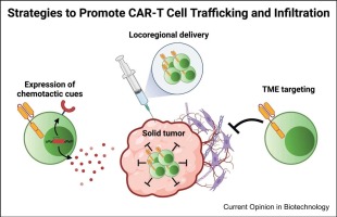 Advances in promoting chimeric antigen receptor T cell trafficking and infiltration of solid tumors
