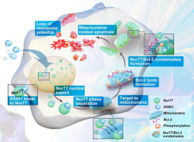 Phase separation of Nur77 mediates XS561-induced apoptosis by promoting the formation of Nur77/Bcl-2 condensates