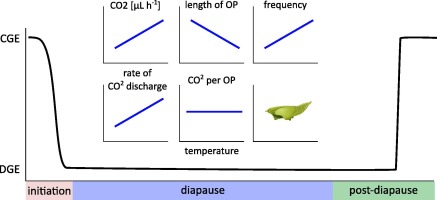 Temperature dependence of gas exchange patterns shift as diapause progresses in the butterfly Pieris napi
