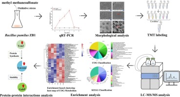 Proteomic investigation reveals the role of bacterial laccase from Bacillus pumilus in oxidative stress defense