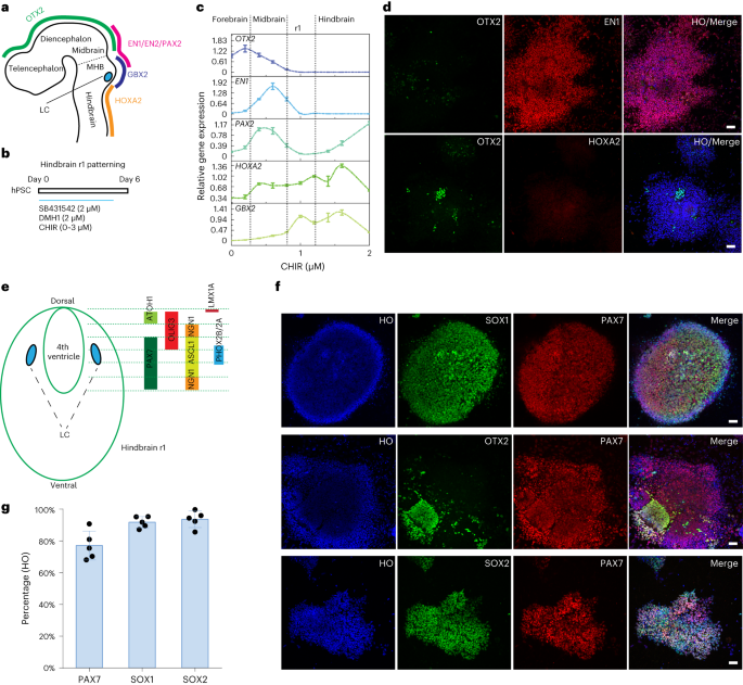 Generation of locus coeruleus norepinephrine neurons from human pluripotent stem cells