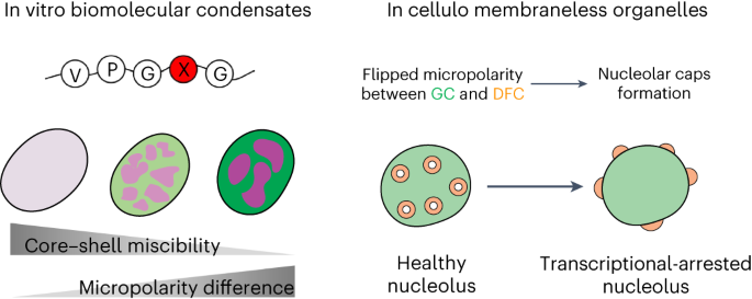 Micropolarity governs the structural organization of biomolecular condensates