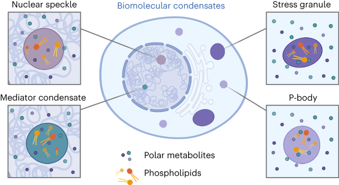 Biomolecular condensates create phospholipid-enriched microenvironments
