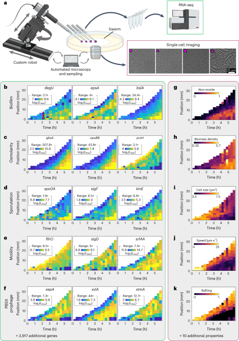 Simultaneous spatiotemporal transcriptomics and microscopy of Bacillus subtilis swarm development reveal cooperation across generations