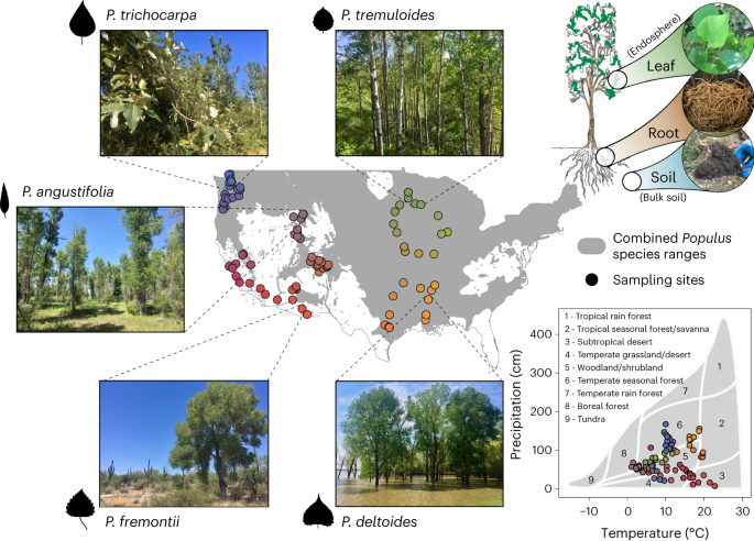 Above- and belowground fungal biodiversity of Populus trees on a continental scale