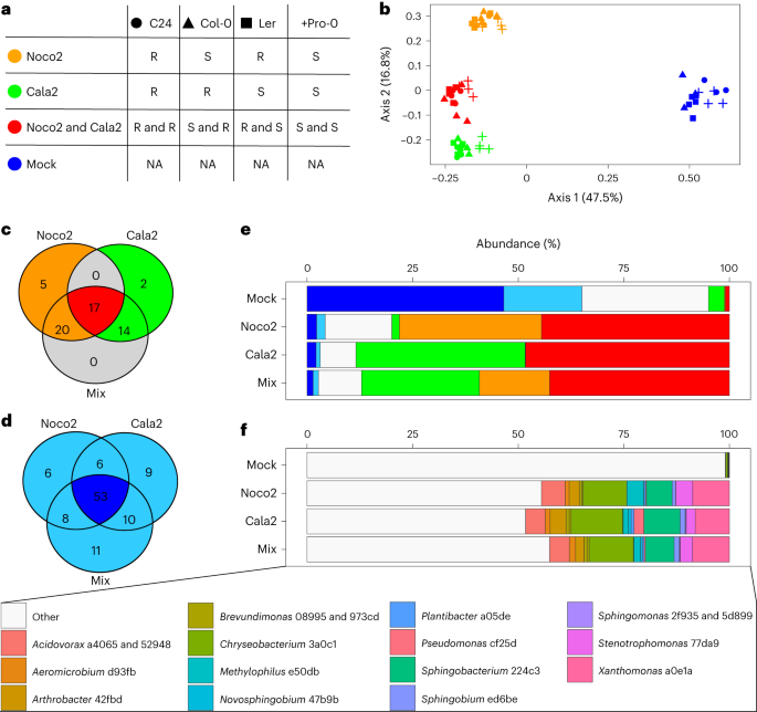 Obligate biotroph downy mildew consistently induces near-identical protective microbiomes in Arabidopsis thaliana