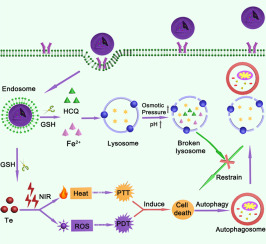 In situ autophagy regulation in synergy with phototherapy for breast cancer treatment