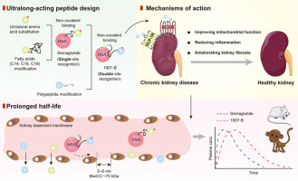 Design and discovery of a highly potent ultralong-acting GLP-1 and glucagon co-agonist for attenuating renal fibrosis