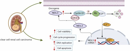 NEIL3 promotes cell proliferation of ccRCC via the cyclin D1-Rb-E2F1 feedback loop regulation