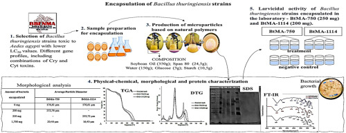 Microencapsulation of Bacillus thuringiensis strains for the control of Aedes aegypti