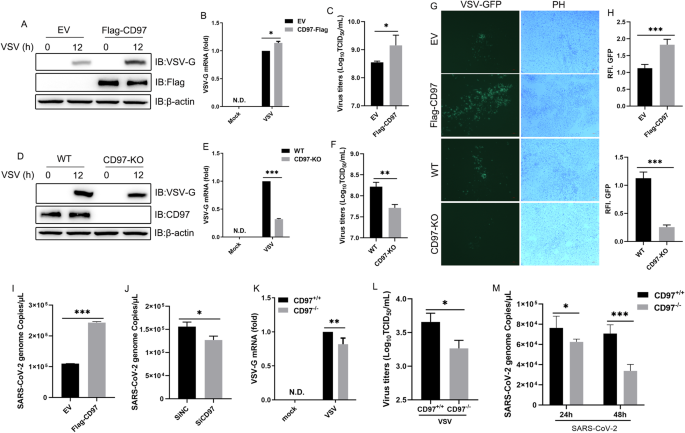 CD97 negatively regulates the innate immune response against RNA viruses by promoting RNF125-mediated RIG-I degradation