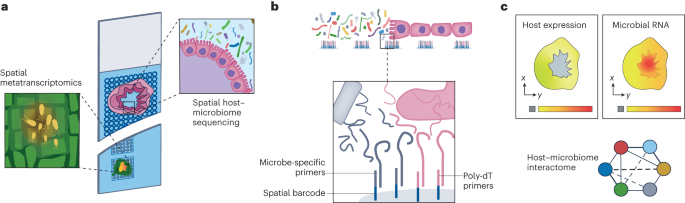 Spatial methods for microbiome–host interactions