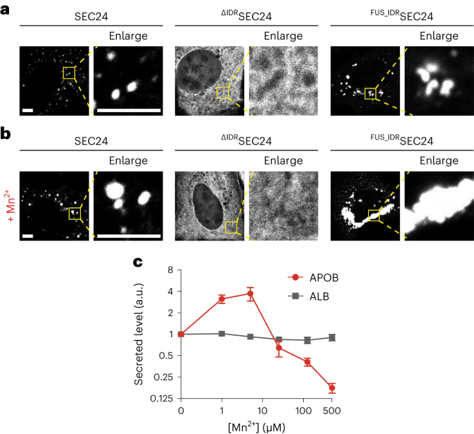 Manganese controls lipoprotein secretion via biomolecular condensation