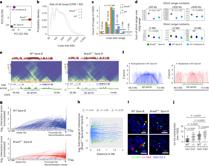 BRWD1 orchestrates small pre-B cell chromatin topology by converting static to dynamic cohesin