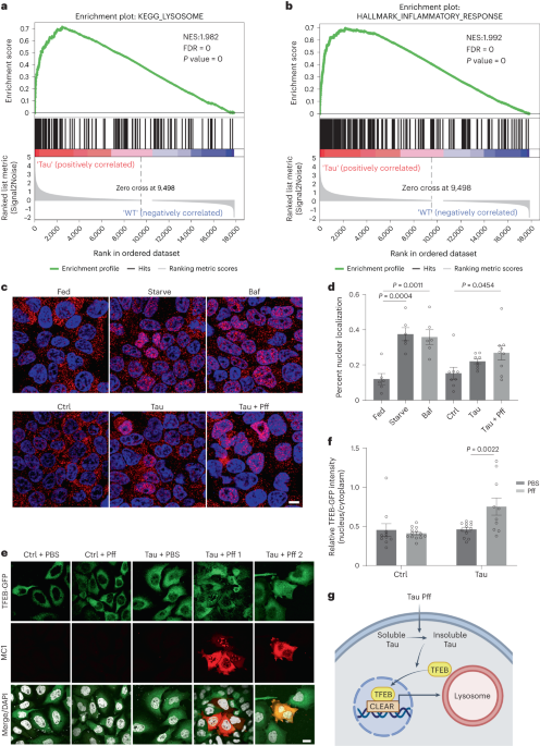 TFEB–vacuolar ATPase signaling regulates lysosomal function and microglial activation in tauopathy