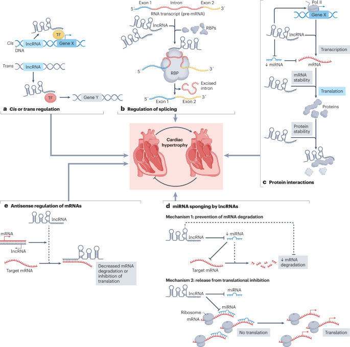 Long non-coding RNAs in cardiac hypertrophy and heart failure: functions, mechanisms and clinical prospects