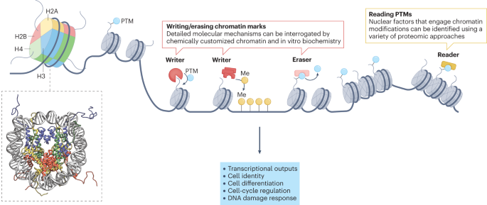 Interrogating epigenetic mechanisms with chemically customized chromatin