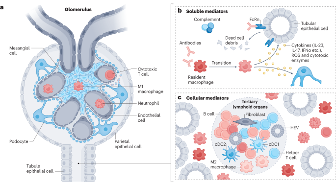 The immunoregulatory roles of non-haematopoietic cells in the kidney