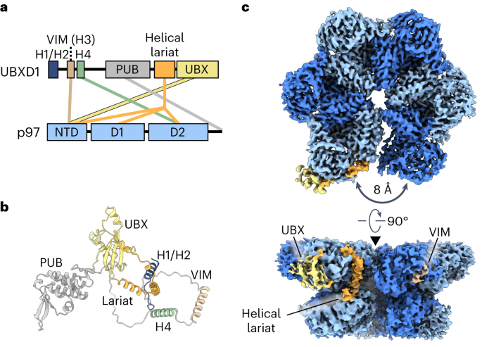 Multidomain interactions and ring opening of the p97 ATPase by the UBXD1 adapter
