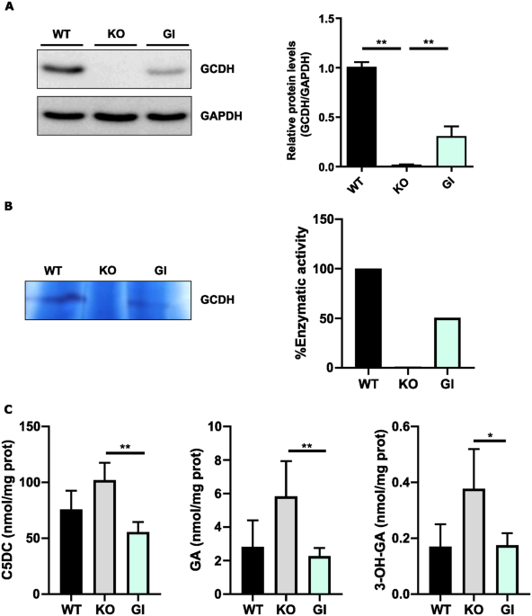 Modeling Glutaric Aciduria Type I in human neuroblastoma cells recapitulates neuronal damage that can be rescued by gene replacement