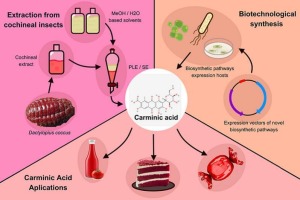 Strategies and extraction pathways towards carminic acid as natural-based food colorant: A comprehensive review