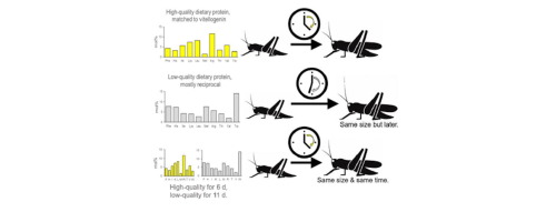 The effects of dietary amino acid balance on post-embryonic development in a lubber grasshopper