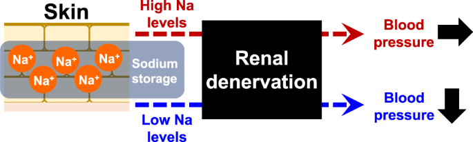 Do tissue sodium levels support renal denervation?
