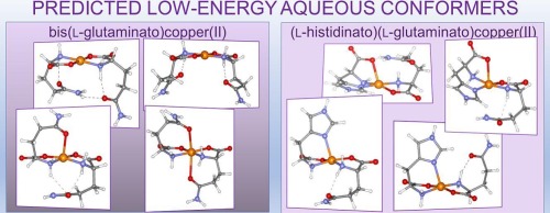 Structure prediction of physiological bis(amino acidato)copper(II) species in aqueous solution: The copper(II) compounds with l-glutamine and l-histidine
