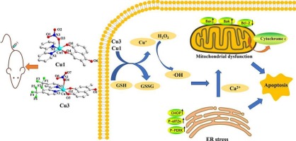 Copper(II) complexes with plumbagin and bipyridines target mitochondria for enhanced chemodynamic cancer therapy