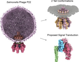 Molecular Architecture of Salmonella Typhimurium Virus P22 Genome Ejection Machinery