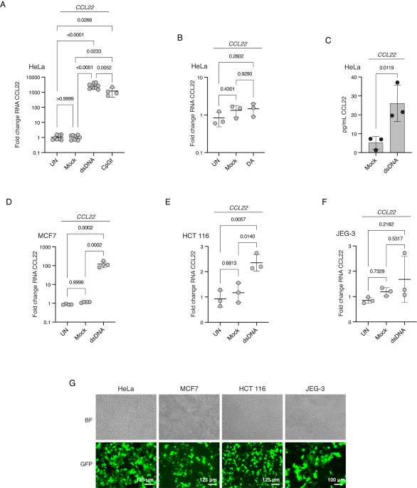 Downstream STING pathways IRF3 and NF-κB differentially regulate CCL22 in response to cytosolic dsDNA