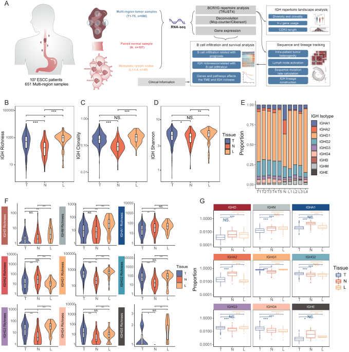 IGH repertoire analysis at scale: deciphering the complexity of B cell infiltration and migration in esophageal squamous cell carcinoma