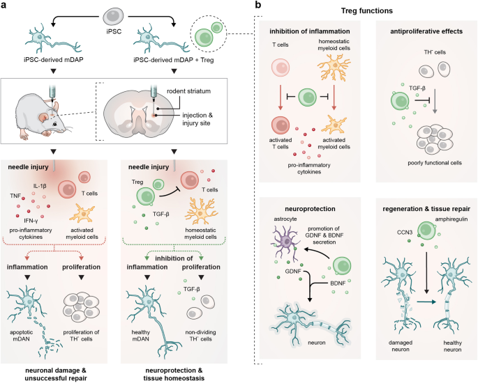 Versatile guardians: regenerative regulatory T cells in Parkinson’s disease rodent models