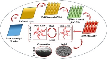 Amplifying bactericidal activity: Surfactant-mediated AgBr thin film coating over two-dimensional vertically aligned ZnO nanorods for dark-light dual mode disinfection