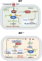 Extracellular macrophage migration inhibitory factor (MIF) downregulates adipose hormone-sensitive lipase (HSL) and contributes to obesity