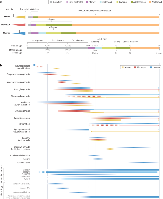 Human neuronal maturation comes of age: cellular mechanisms and species differences