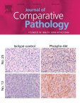 Mammary fibromatosis in a female dog: case report