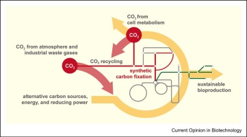Carbon recycling with synthetic CO2 fixation pathways