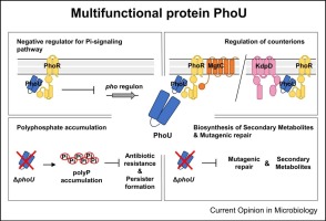 PhoU: a multifaceted regulator in microbial signaling and homeostasis