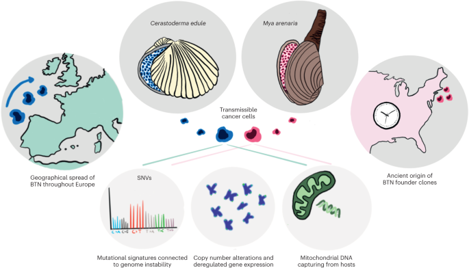 A deep dive into transmissible cancer evolution in bivalve mollusks