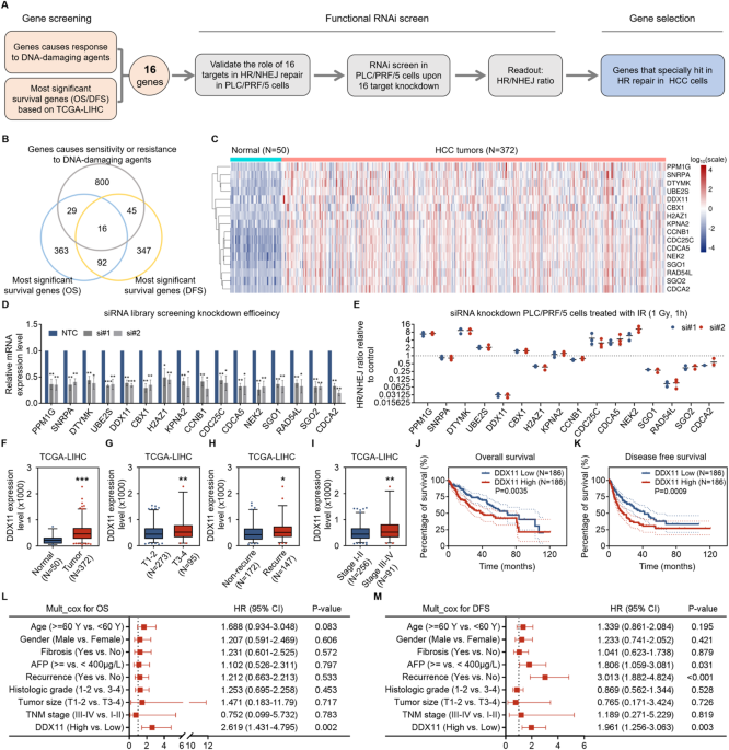 Targeting DDX11 promotes PARP inhibitor sensitivity in hepatocellular carcinoma by attenuating BRCA2-RAD51 mediated homologous recombination