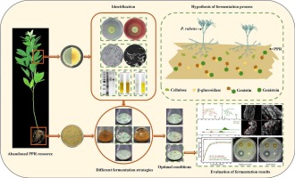 Bioprocessing of pigeon pea roots by a novel endophytic fungus Penicillium rubens for the improvement of genistein yield using semi-solid-state fermentation with water