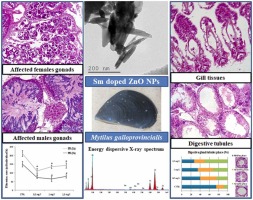 Effects of rare earth element samarium doped zinc oxide nanoparticles on Mytilus galloprovincialis (Lamarck, 1819): Filtration rates and histopathology