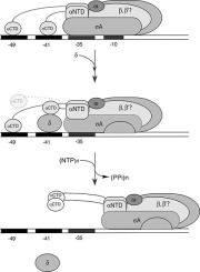 Mechanism of δ Mediated Transcription Activation in Bacillus subtilis: Interaction with α CTD of RNA Polymerase Stabilizes δ and Successively Facilitates the Open Complex Formation