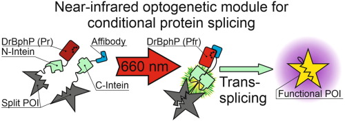 Near-Infrared Optogenetic Module for Conditional Protein Splicing