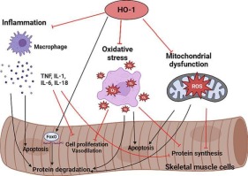 Heme oxygenase-1: A potential therapeutic target for improving skeletal muscle atrophy