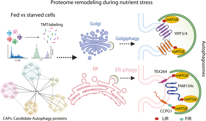 Decoding Golgiphagy: selective recycling under stress