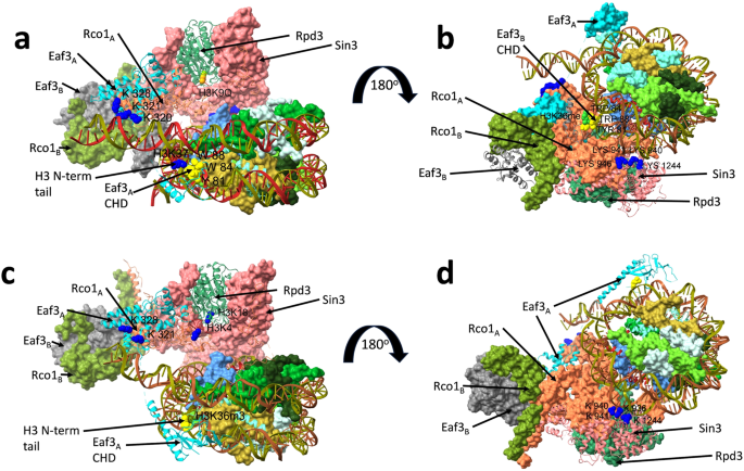 Rpd3S meets the nucleosome