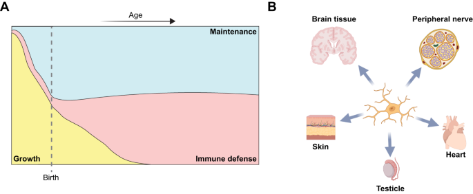 Microglia out of place—mapping macrophages across the developing human body